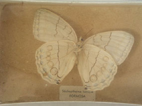 Image of butterfly 