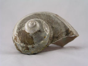 Image of shell 