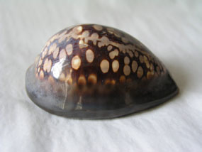 Image of shell 